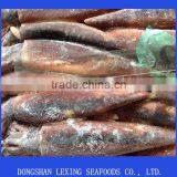 Frozen WR Illex Squid