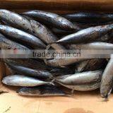 Good Quality Seafrozen Bonito for Sale Whole Round thumbnail-1