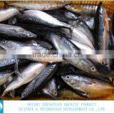 2016 Best Price Frozen Whole Round Bonito Fish for Sale thumbnail-2