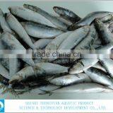 Best Price Frozen Sardine Fish thumbnail-1