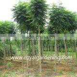 Jacaranda Mimosifolia thumbnail-3