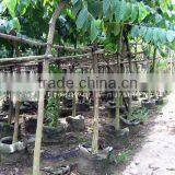 Lagerstroemia Speciosa thumbnail-1