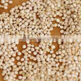 Bulk Supplier of Quinoa Seed thumbnail-1