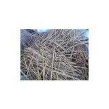 Indonesia Cassia Vera Stick thumbnail-1