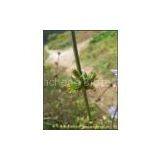 Chicory Root Extract(rossonl@huacheng-biotech.com)