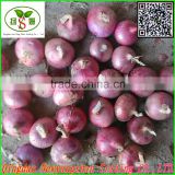 Red onion /yellow onion/purple onion exports are of good quality