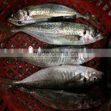 Frozen Seafood Horse Mackerel With China Exports 140 - 200 g/ Pcs thumbnail-4