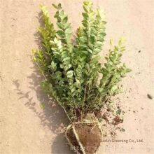 in the Shuyang Area, the Price of Centimeter-sized Golden Privet Seedlings is Cheap and the Survival Rate is High. thumbnail-1