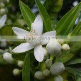 Natural & Pure Naroli Essential Oil