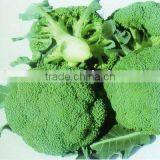 Fresh Broccoli