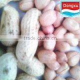 Groundnut / Peanut Kernels