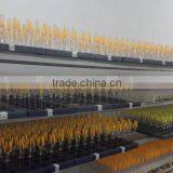 E14 C35 Candle Led Filament Bulb/E27 Filament LED Globe/C37/C35 Filament Led Bulb thumbnail-5