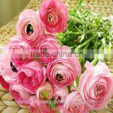 2016 Ranunculus Asiaticus With Fresh Beautiful Flowers thumbnail-4