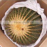 Mammillaria Spinosissima 8.5cm Mini Cactus Succulent Indoor Plants Bonsai Nursery Echinocactus Grusonii Cereus Cacti thumbnail-6