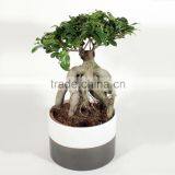 Natural Ficus Ginseng Flower Bonsai thumbnail-4