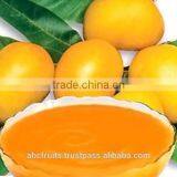 Organic Totapuri Mango Puree thumbnail-1