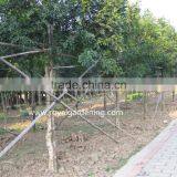 Murraya Paniculata Ornamental Plants thumbnail-1