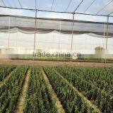 Olea Europaea thumbnail-3