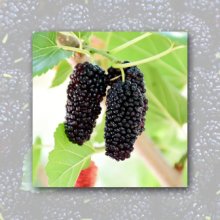 Organic Mulberry Juice Conentrate thumbnail-4