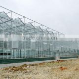 5000m2 Multi-span Glass Greenhouse