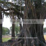 Artificial Banyan Tree