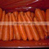 Chinese Fresh Carrot thumbnail-1