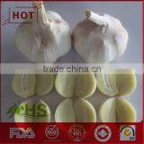 Natural White Hotsale Fresh Garlic thumbnail-3