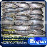 Whole Sale Good Price Frozen Horse Mackerel thumbnail-2
