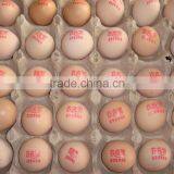 Commerical Yoghourt Date Coding Machine/milk Date Printer/dairy Product Date Printing Machine thumbnail-6