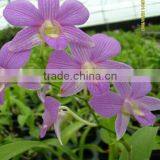 Dendrobium Hybrids Blooming Orchids Dendrobium Flower