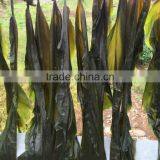 Wholesale Dried Whole Piece of Kelp/Laminaria/Kombu Seaweed