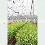 Polycarbonate Sheet Greenhouse thumbnail-6