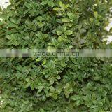 SJ041116 Small Bonsai Ball Plant Topiary Tree for Indoor Decoration thumbnail-3