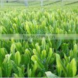 Japanese Green Tea Powder Produced Grown in Fukuoka Japan, Yame-cha Green Tea Capsules Benefits thumbnail-4