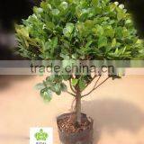 Ficus Panda thumbnail-3