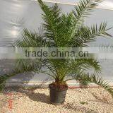 Phoenix Canariensis From 80/100 in 5 Liters Pot thumbnail-3