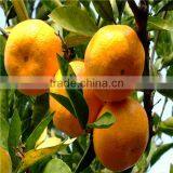 Orange Fruits Price Orange thumbnail-1