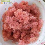 High Quality 500G Per Box Artificial Decorative Moss Preserved Moss for Moss Wall Decoration thumbnail-5