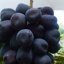 Fuji Glory Grape Seedlings Grape Vines thumbnail-1
