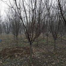 Prices of 3cm, 4cm, and 5cm Malus Micromalus, Price Quotation From the Place of Origin, High Survival Rate thumbnail-3