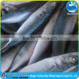 Marketing Grade 200-300g Frozen Egypt Pacific Mackerel