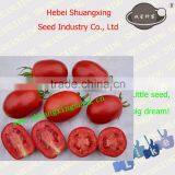 Processing Unlimited Growth Type Tomato Seeds