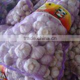 Purple Mesh Bag Fresh Normal White Garlic thumbnail-2
