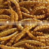 Mealworms Dried Fish Reptile Wild Bird Food