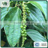 Vietnam Best Quality Black Pepper Powder and Black Pepper 550gl 500gl thumbnail-3