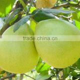 2015 China Original Fresh Honey Yellow Pomelo for Sale