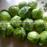 Cabbage Type and Cruciferous Vegetabless Product Type Fresh Cabbage thumbnail-5