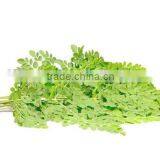 GMP Kosher Natural Moringa Leave Powder/Moringa Oleifera Powder thumbnail-2