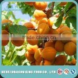 2016 New Crop Organic Apricot Nuts & Kernels thumbnail-6