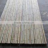 Straight and Dry Bamboo thumbnail-1